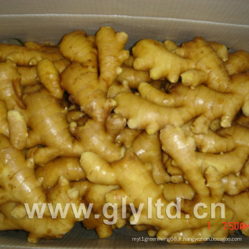 Gingembre frais chinois 150g 200g, 250g